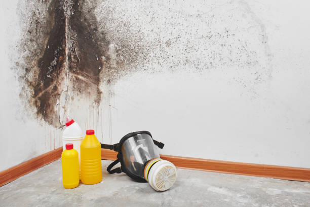 Best Mold Remediation for Specific Building Types in USA